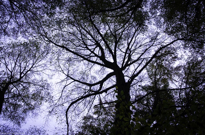 3D Bogenparcours der Camburger Bogenschützen 66-bogenschiessen I A 104 November 16 2-bogenschiessen