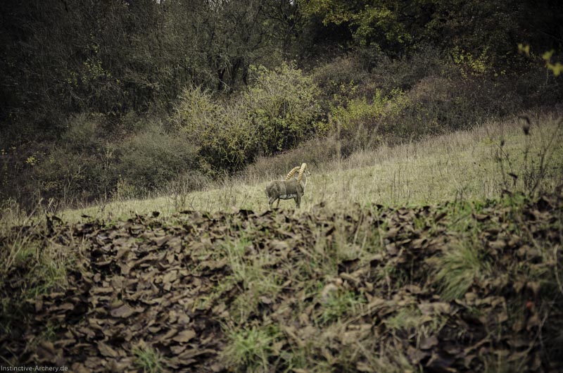 12. Ummerstadter Winterrunde - 1. Turnier 110-bogenschiessen I A 110 November 16 2 1-bogenschiessen