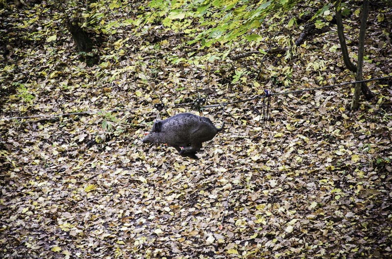 3D Bogenparcours der Camburger Bogenschützen 74-bogenschiessen I A 115 November 16 2-bogenschiessen