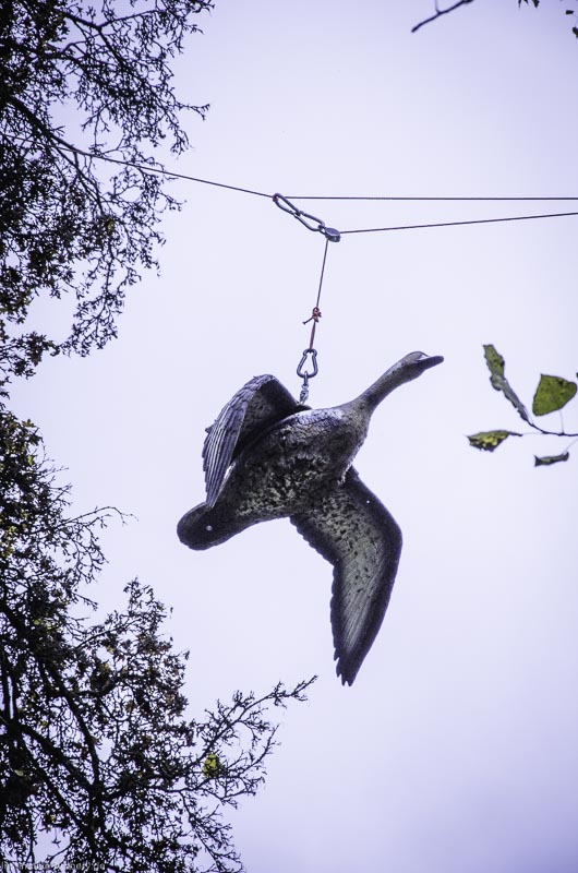 3D Bogenparcours der Camburger Bogenschützen 83-bogenschiessen I A 124 November 16 2-bogenschiessen