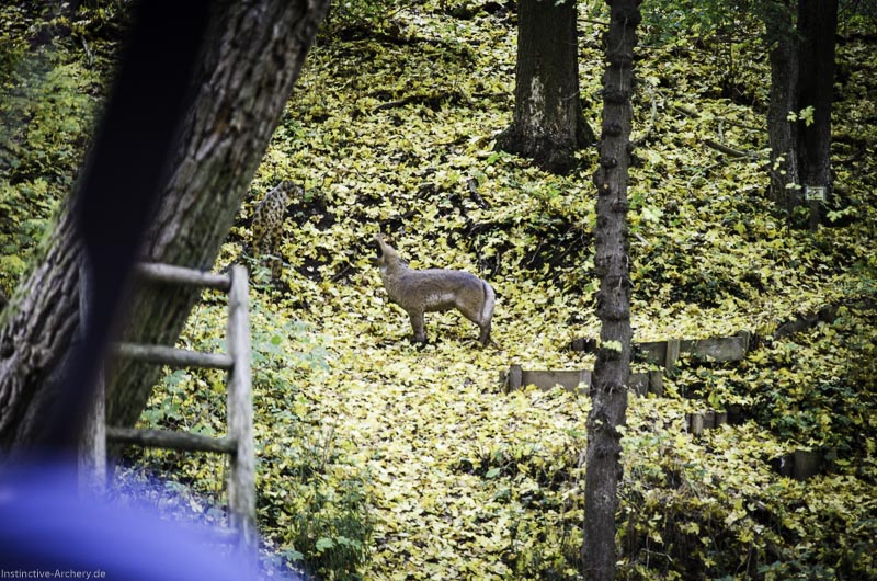 3D Bogenparcours der Camburger Bogenschützen 89-bogenschiessen I A 133 November 16 2-bogenschiessen