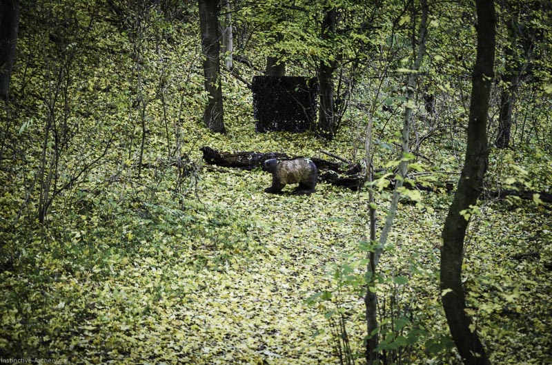 3D Bogenparcours der Camburger Bogenschützen 95-bogenschiessen I A 139 November 16 2-bogenschiessen