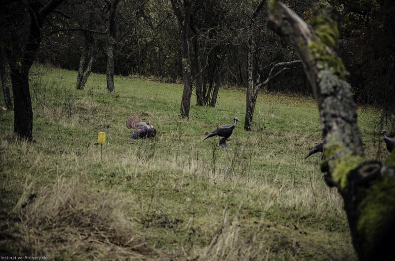 12. Ummerstadter Winterrunde - 1. Turnier 142-bogenschiessen I A 142 November 16 2 1-bogenschiessen