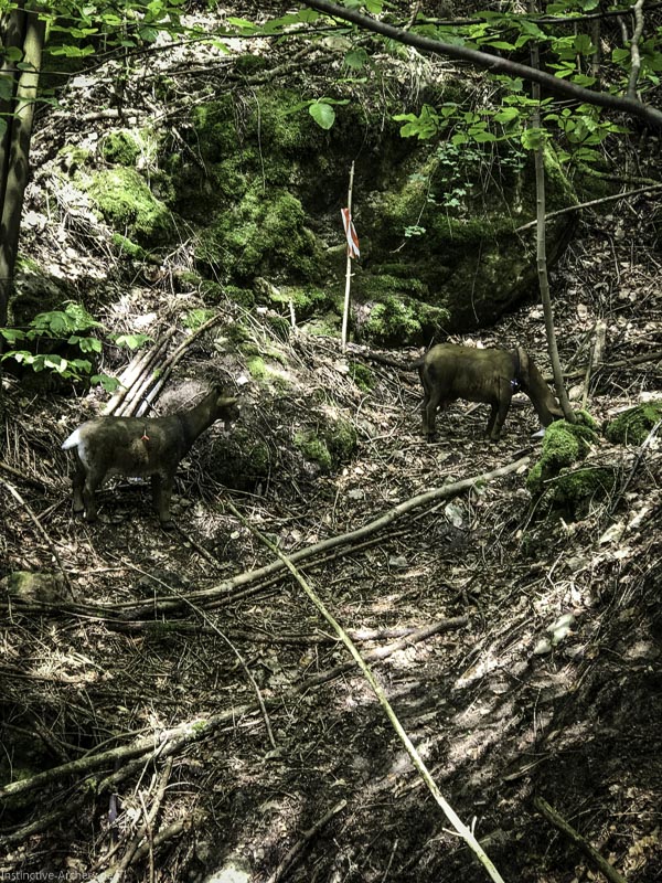 I A 010 Mai 17 9454-bogenschiessen