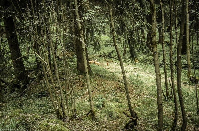 3D Bogenparcours Neuhaus - Bogenpfad am Rennsteig 18-bogenschiessen I A 018 Mai 17 2553-bogenschiessen