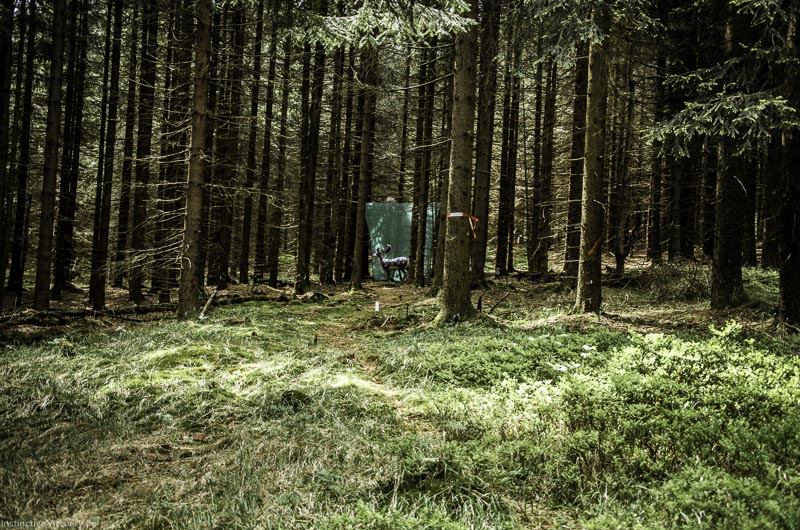 3D Bogenparcours Neuhaus - Bogenpfad am Rennsteig 26-bogenschiessen I A 026 Mai 17 2570-bogenschiessen