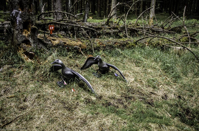 3D Bogenparcours Neuhaus - Bogenpfad am Rennsteig 49-bogenschiessen I A 049 Mai 17 2613-bogenschiessen