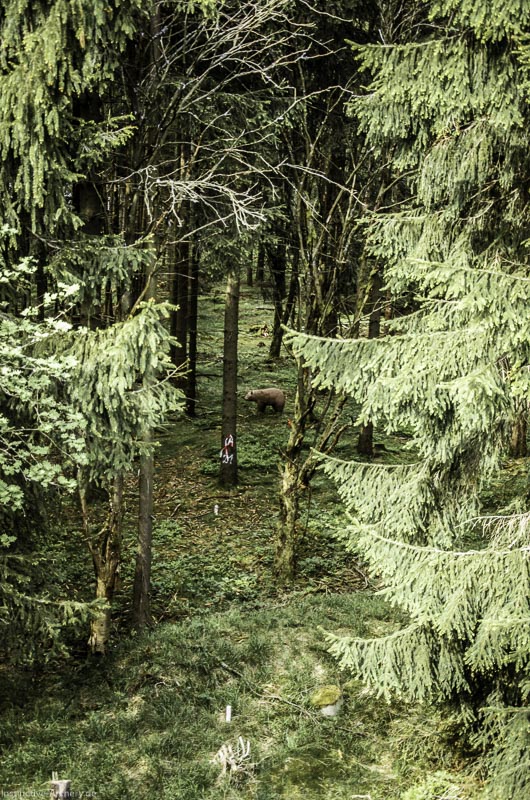 3D Bogenparcours Neuhaus - Bogenpfad am Rennsteig 59-bogenschiessen I A 059 Mai 17 2642-bogenschiessen