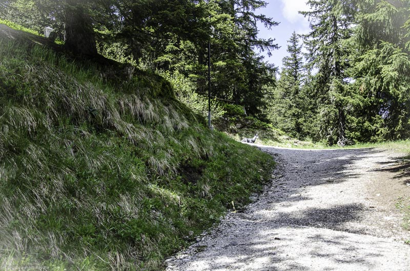 I A 019 Juni 17 2717-bogenschiessen