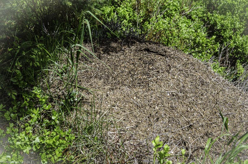 I A 026 Juni 17 2728-bogenschiessen