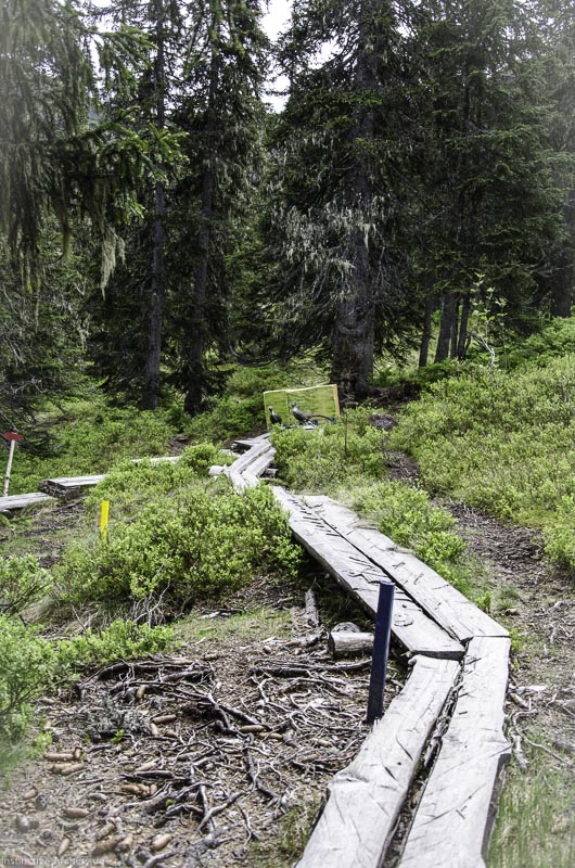 I A 049 Juni 17 2771-bogenschiessen