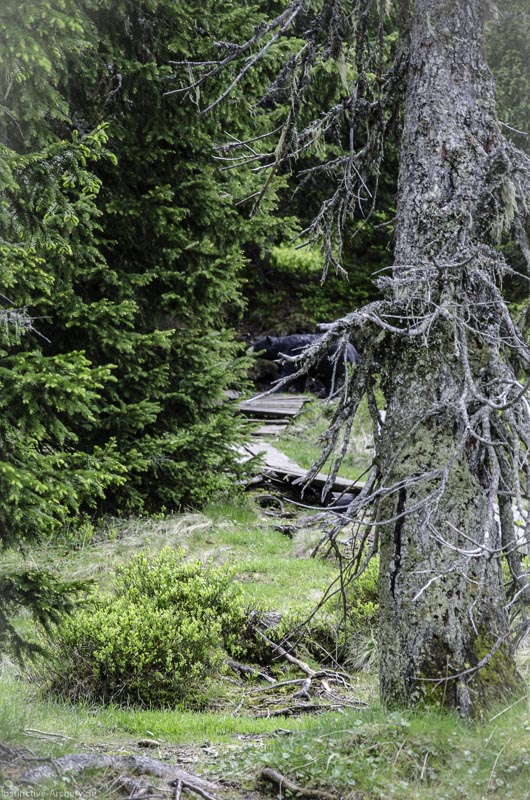 I A 056 Juni 17 2782-bogenschiessen