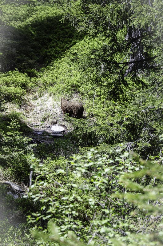 I A 073 Juni 17 2818-bogenschiessen