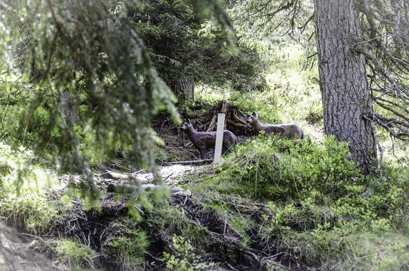 I A 089 Juni 17 2851-bogenschiessen