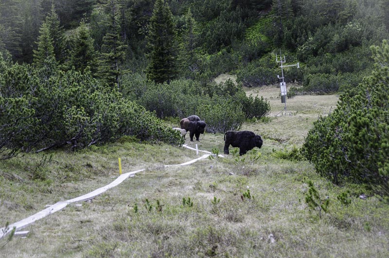 I A 114 Juni 17 2881-bogenschiessen