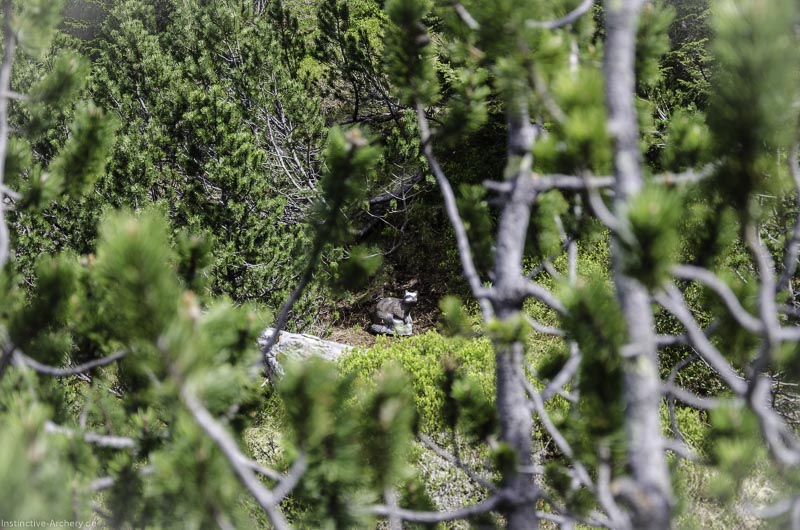 I A 123 Juni 17 2896-bogenschiessen