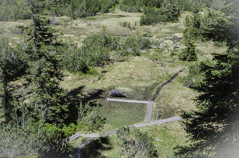 I A 135 Juni 17 2925-bogenschiessen