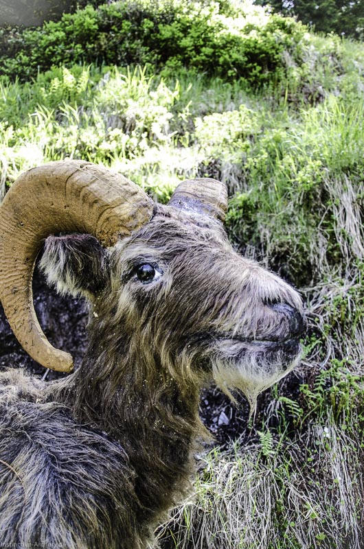 I A 137 Juni 17-bogenschiessen
