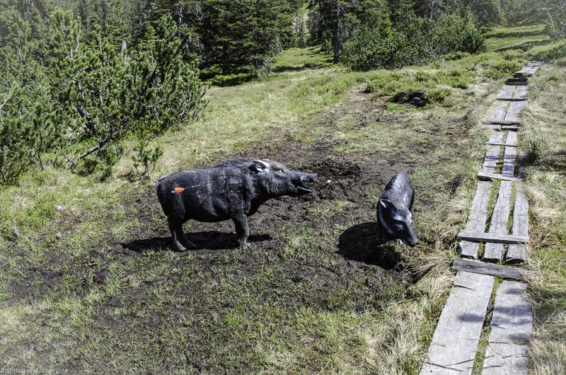 I A 140 Juni 17 2937-bogenschiessen