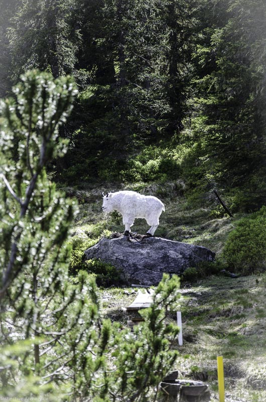 I A 142 Juni 17 2943-bogenschiessen