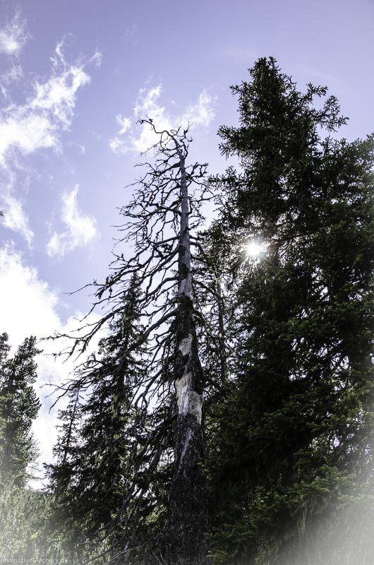 I A 147 Juni 17 2949-bogenschiessen