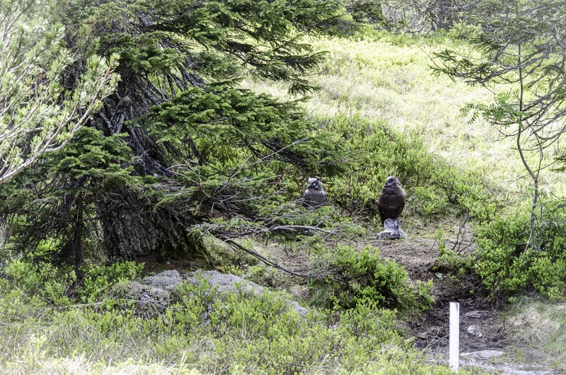 I A 157 Juni 17 2970-bogenschiessen