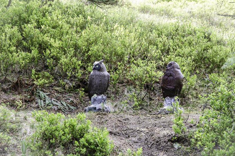I A 158 Juni 17 2972-bogenschiessen