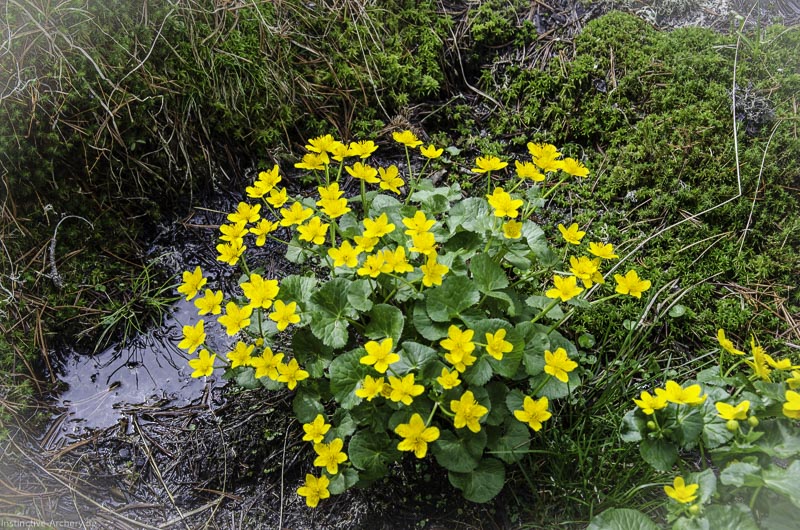 I A 162 Juni 17 2980-bogenschiessen