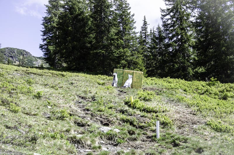 I A 170 Juni 17 2991-bogenschiessen