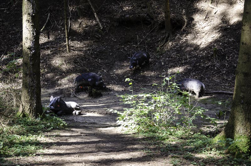 I A 036 August 17 3471-bogenschiessen