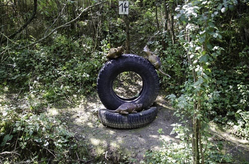 I A 055 August 17 3509-bogenschiessen