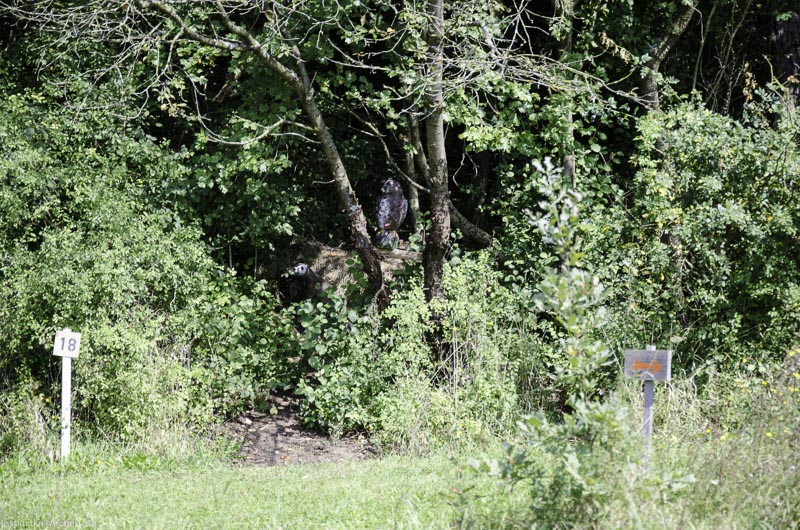 I A 061 August 17 3521-bogenschiessen