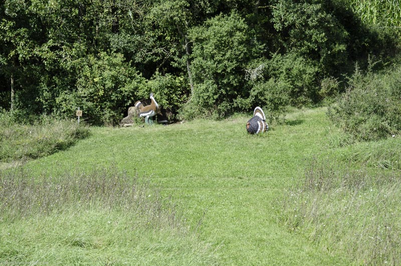 I A 067 August 17 3532-bogenschiessen