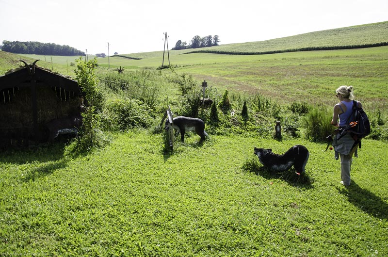 I A 074 August 17 3544-bogenschiessen