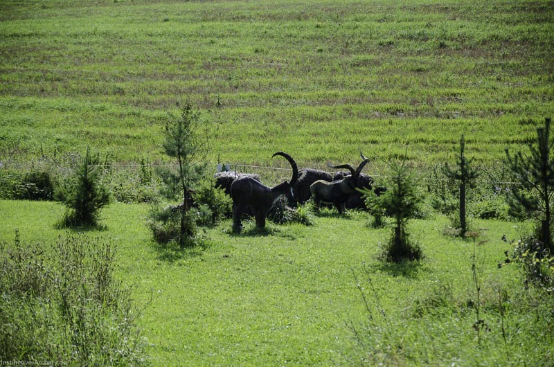 I A 075 August 17 3547-bogenschiessen
