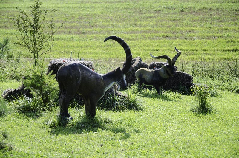 I A 077 August 17 3549-bogenschiessen