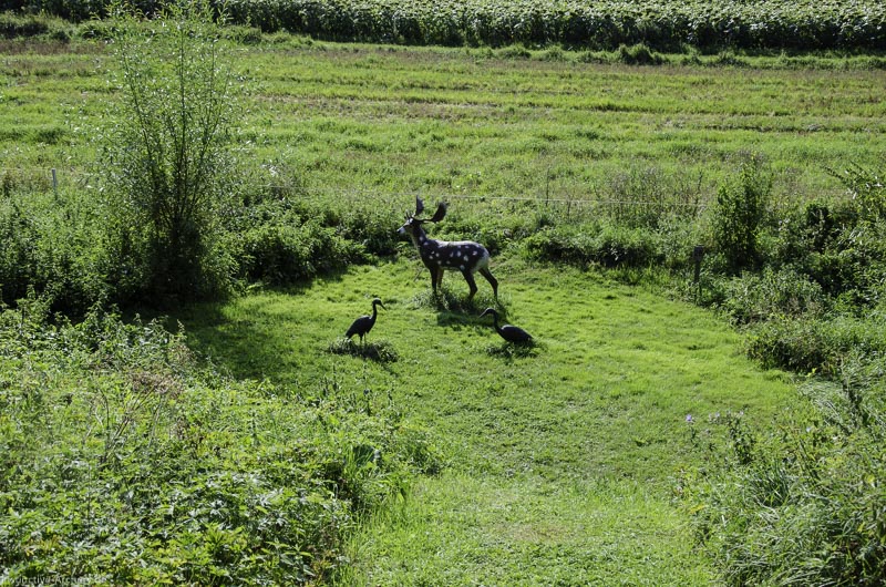 I A 093 August 17 3580-bogenschiessen