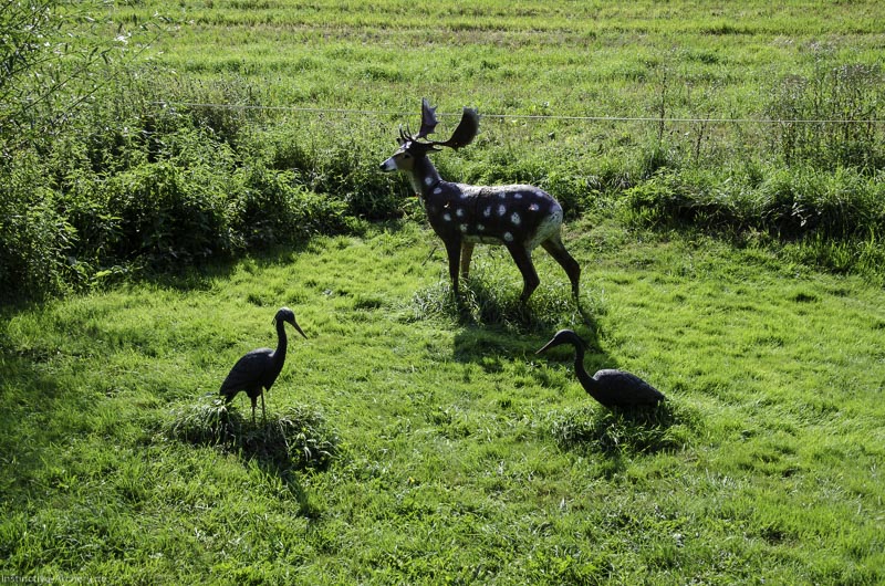 I A 094 August 17 3581-bogenschiessen