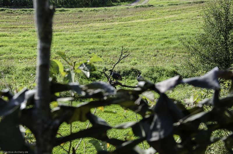 I A 095 August 17 3583-bogenschiessen