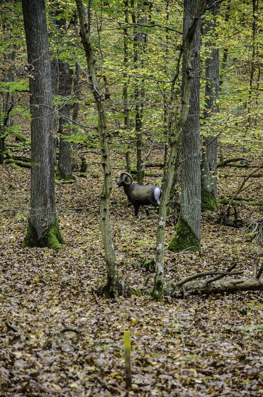 I A 018 Oktober 17 3621-bogenschiessen