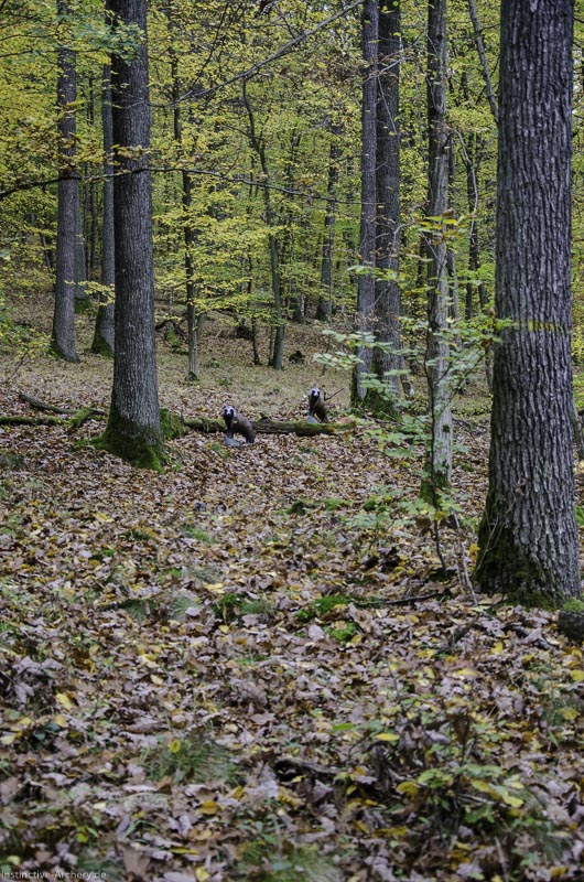 I A 022 Oktober 17 3628-bogenschiessen