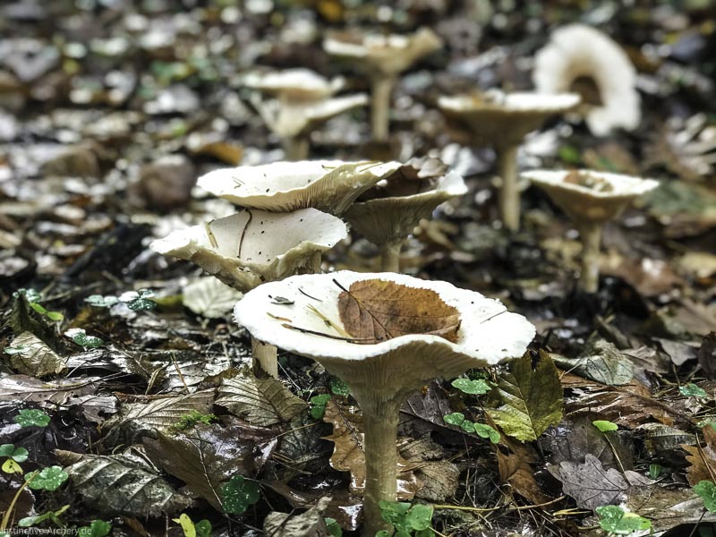 I A 024 Oktober 17-bogenschiessen
