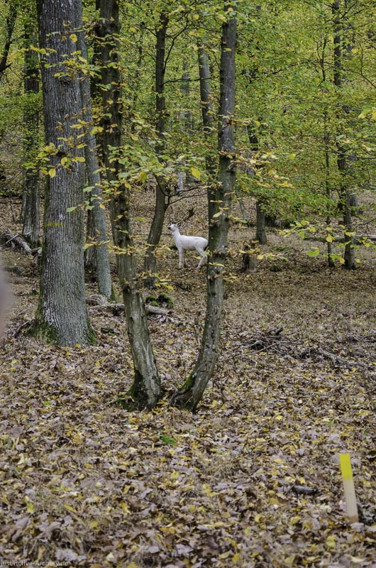 I A 025 Oktober 17 3635-bogenschiessen