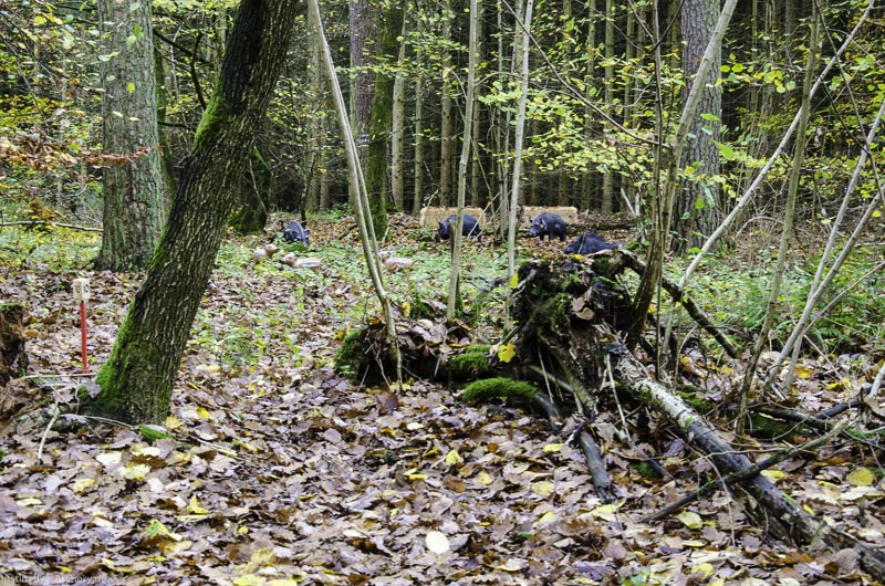 I A 036 Oktober 17 3798-bogenschiessen