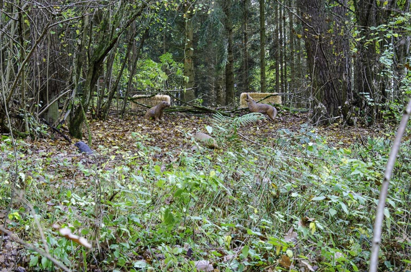 I A 038 Oktober 17 3803-bogenschiessen