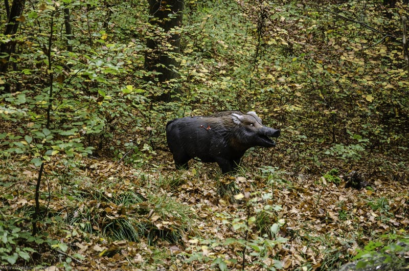 I A 071 Oktober 17 3694-bogenschiessen