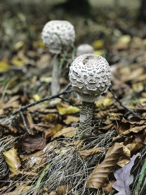 I A 078 Oktober 17-bogenschiessen