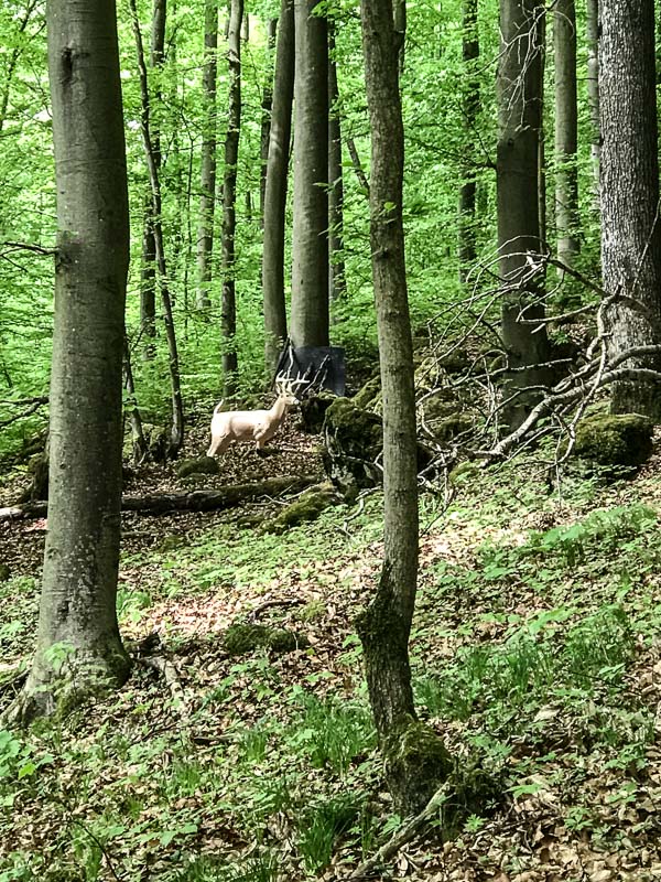 instarch 180428 3024 x 4032 14-bogenschiessen