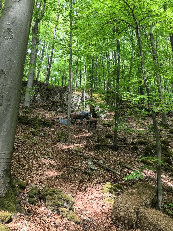 instarch 180428 3024 x 4032 34-bogenschiessen