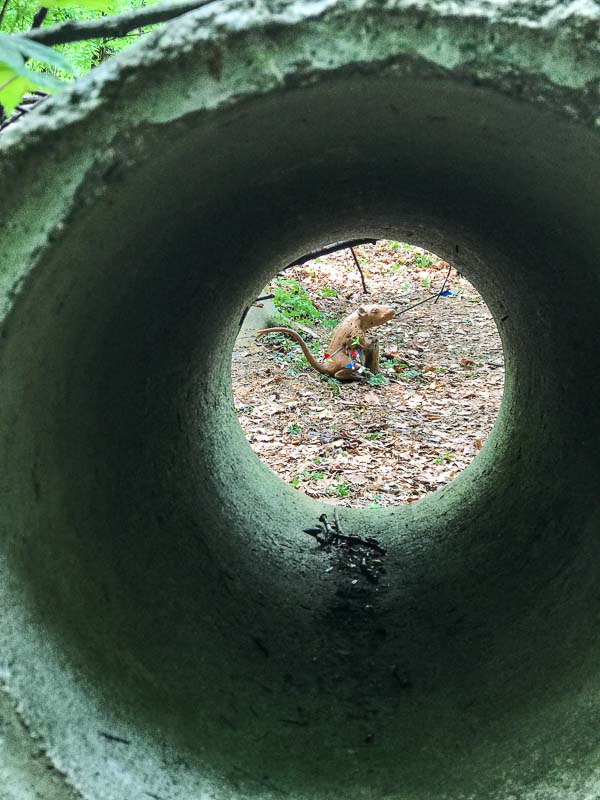 instarch 180428 3024 x 4032 40-bogenschiessen